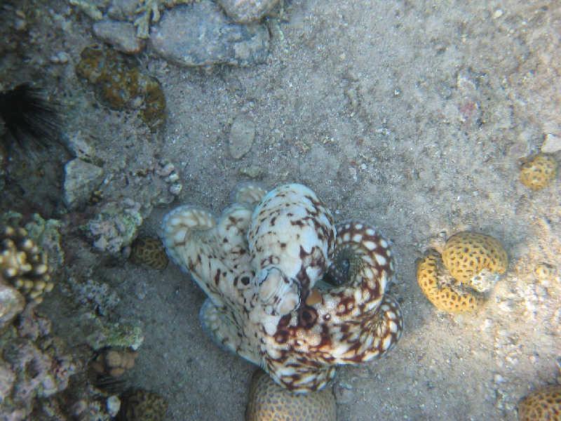 Эйлат(Израиль) декабрь 2008 Эйлат(Израиль) декабрь 2008