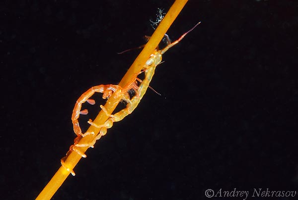 Фото Андрея Некрасова. Белое море. Фото Андрея Некрасова. Белое море.