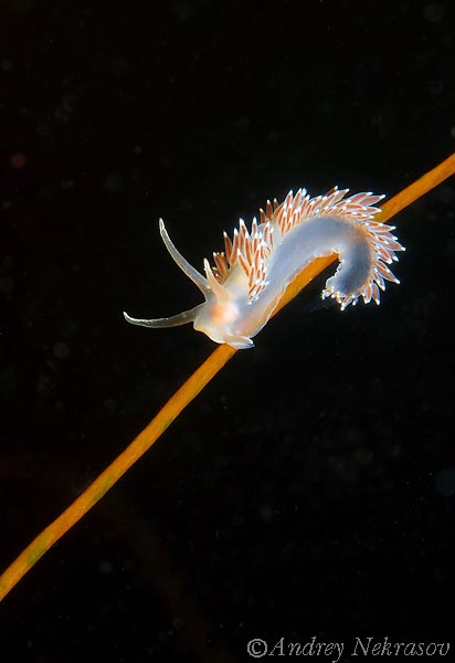 Фото Андрея Некрасова. Белое море. Фото Андрея Некрасова. Белое море.
