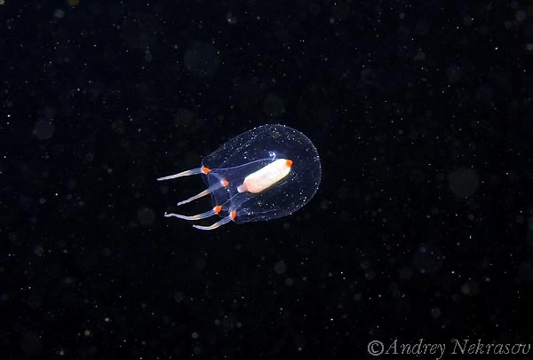 Фото Андрея Некрасова. Белое море. Фото Андрея Некрасова. Белое море.