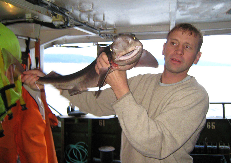 Акула в Новержском море Акула в Новержском море