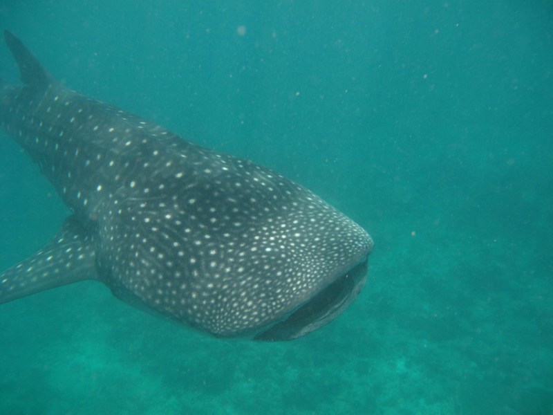 Китовая фас Китовая фас