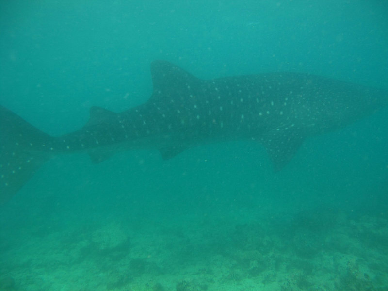 китовая2 сбоку китовая2 сбоку