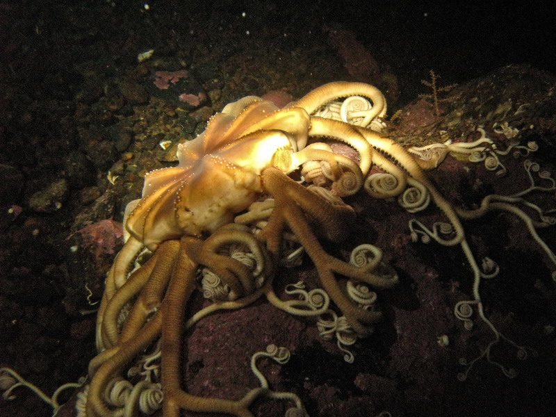 Горгонария. Белое море (3.03.09) Горгонария. Белое море (3.03.09)