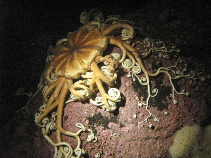 Горгонария. Белое море (3.03.09) Горгонария. Белое море (3.03.09)