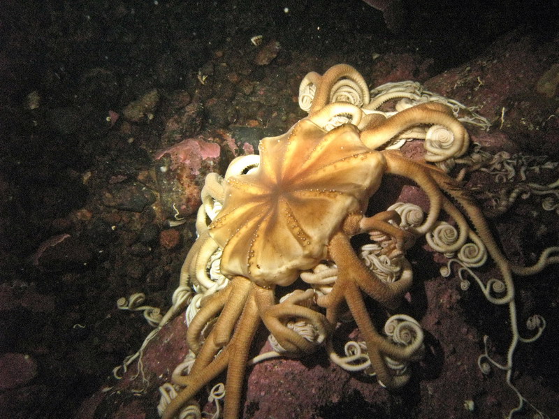 Горгонария. Белое море (3.03.09) Горгонария. Белое море (3.03.09)