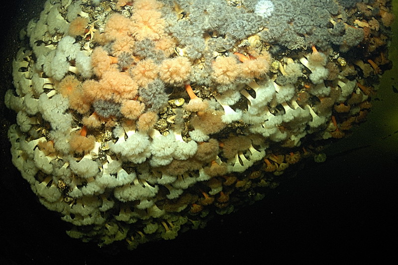 Белое море. Март 2009 г. (фото М.Ведехина). Белое море. Март 2009 г. (фото М.Ведехина).