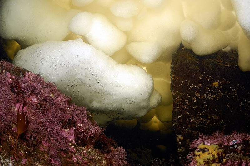 Белое море. Март 2009 г. (фото М.Ведехина). Белое море. Март 2009 г. (фото М.Ведехина).