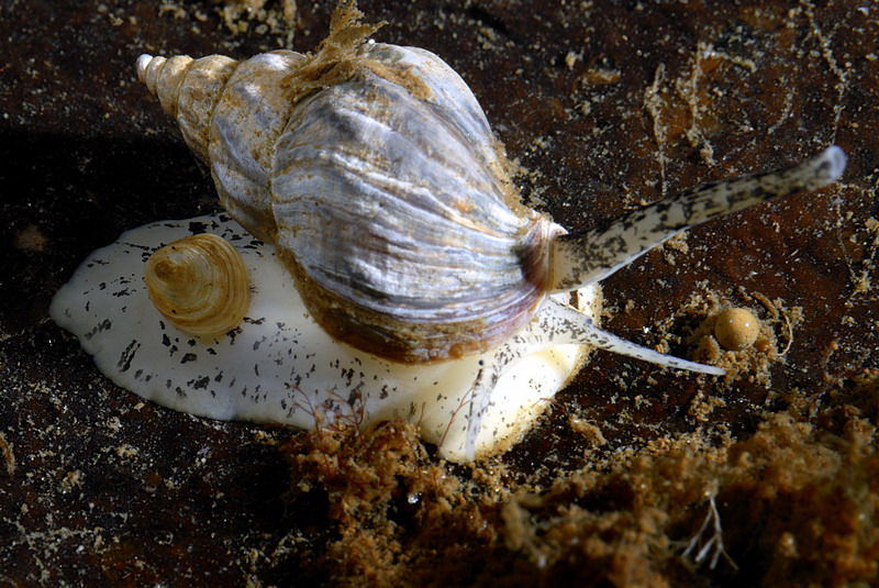 Белое море. Март 2009 г. (фото М.Ведехина).