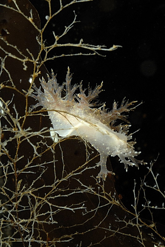 Белое море. Март 2009 г. (фото М.Ведехина). Белое море. Март 2009 г. (фото М.Ведехина).