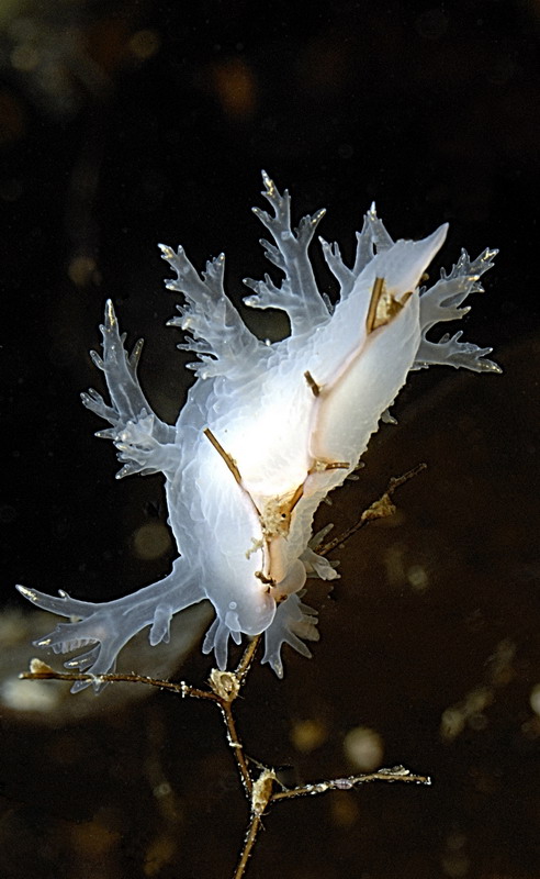 Белое море. Март 2009 г. (фото М.Ведехина). Белое море. Март 2009 г. (фото М.Ведехина).