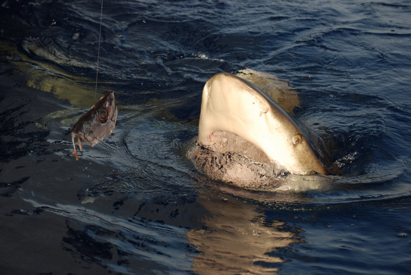 Лонгиманусы - 14 Лонгиманусы - 14