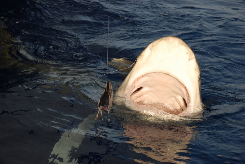 Лонгиманусы - 15 Лонгиманусы - 15