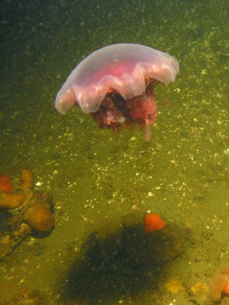 Белое море Белое море