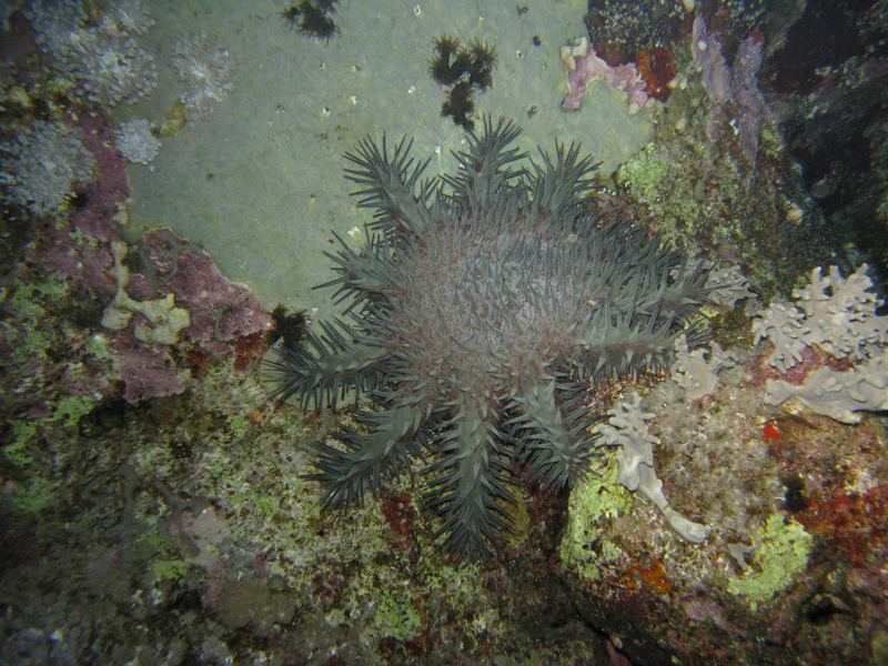 Сафари 04.09 Сафари 04.09