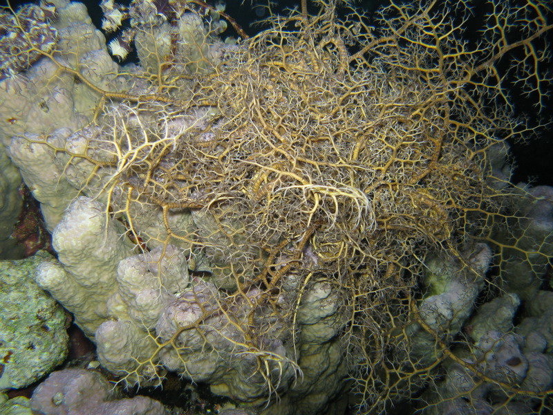 Голова Горгоны (Красное море) Голова Горгоны (Красное море)