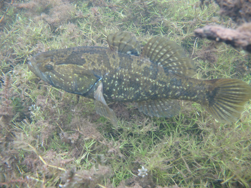 Пожарный водоём... Пожарный водоём...