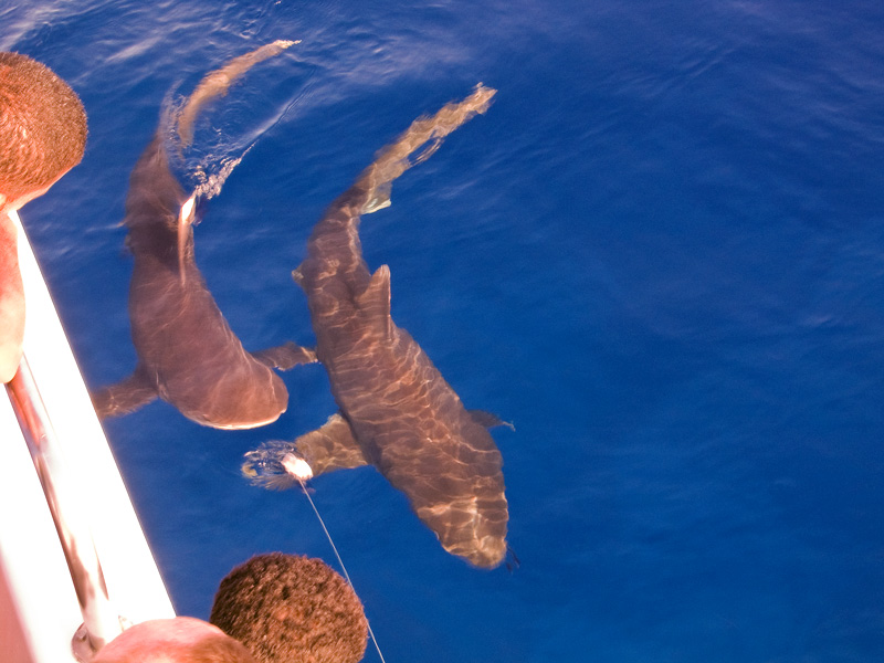 Лонгиманусы - 18 Лонгиманусы - 18