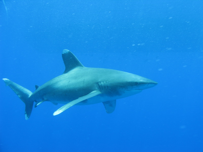 Сафари 04.09 Сафари 04.09