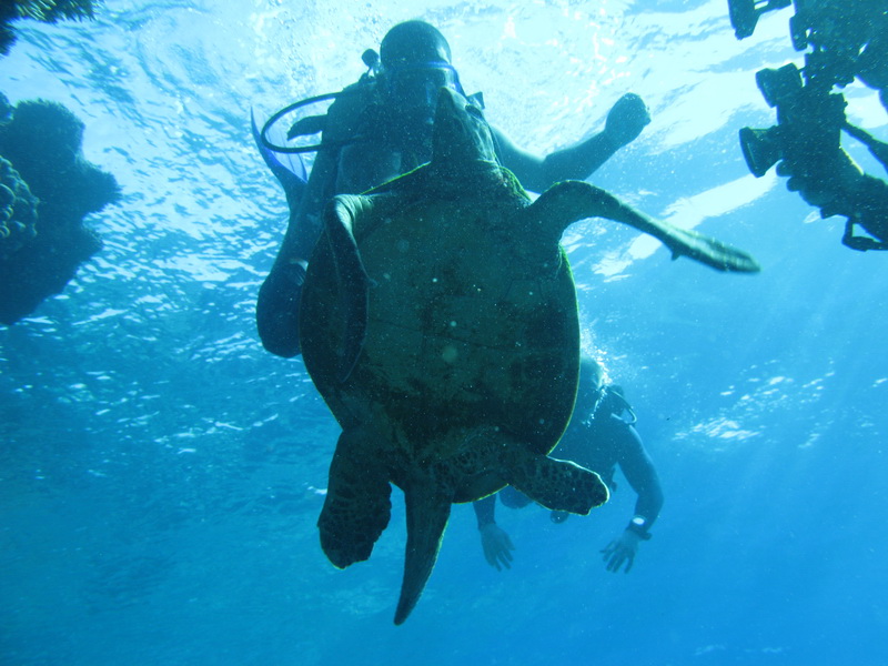 Сафари 04.09 Сафари 04.09