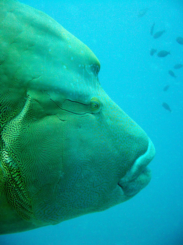 Наполеон - фото на паспорт Наполеон - фото на паспорт