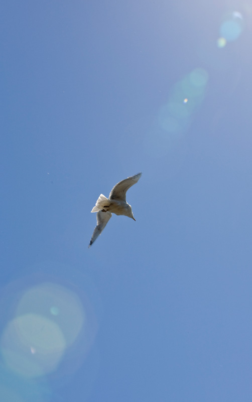 Воробьево озеро. 2009 Воробьево озеро. 2009