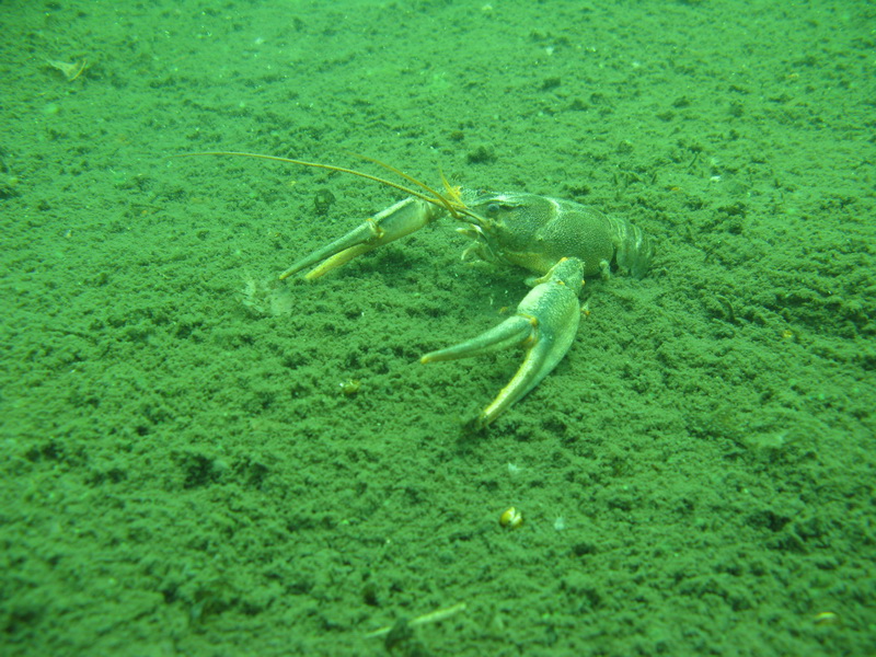 оз.Воробьёво 27.06.09 оз.Воробьёво 27.06.09