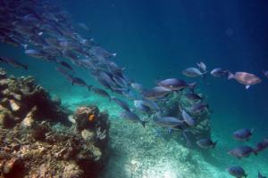 Фильм «Времена года»
http://www.youtube.com/watch?v=PdLB0bofv0I

Фильм демонстрирует разнообразие подводного мира Индонезии. Фильм разделен на четыре части, каждая из которых описывает определенное время года под водой.