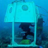 Подводная "беседка" рядом с лабораторией "Аквариус".
Дайвер приседает внутри путевой станции Pinnacle, где он может подышать свежим воздухом и пополнить свои баллоны. Фото: НАСА