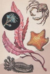 открытки о флоре и фауне Баренцева моря
