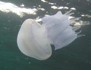 Смотри фотки на www.oceanspirit.ru