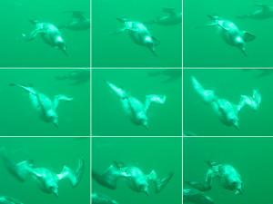 Кайры на Баренцевом море дают урок подводного пилотирования
