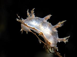 Брюхоногий моллюск Dendronotus.