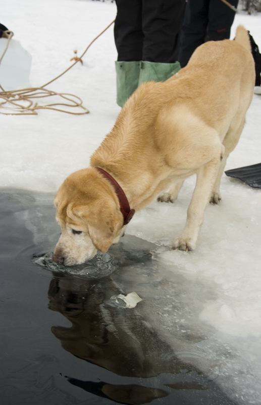 03/03/2007 Цвелодубово - Белый тюлень 03/03/2007 Цвелодубово - Белый тюлень