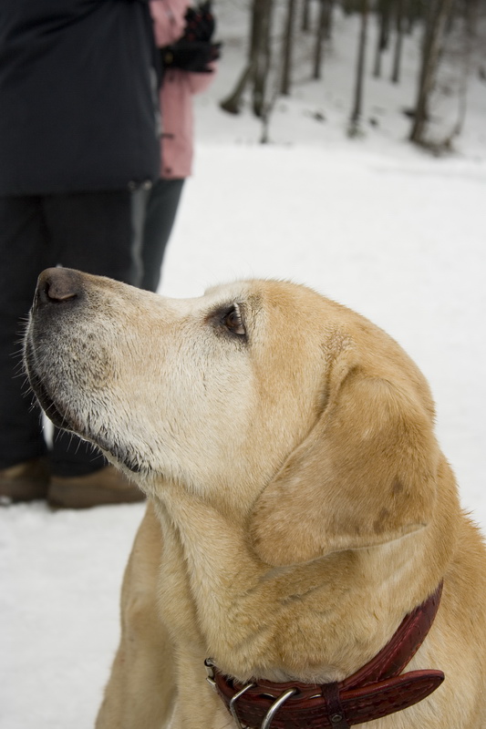 03/03/2007 Цвелодубово - Белый тюлень 03/03/2007 Цвелодубово - Белый тюлень