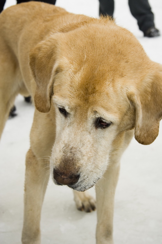 03/03/2007 Цвелодубово - Белый тюлень 03/03/2007 Цвелодубово - Белый тюлень