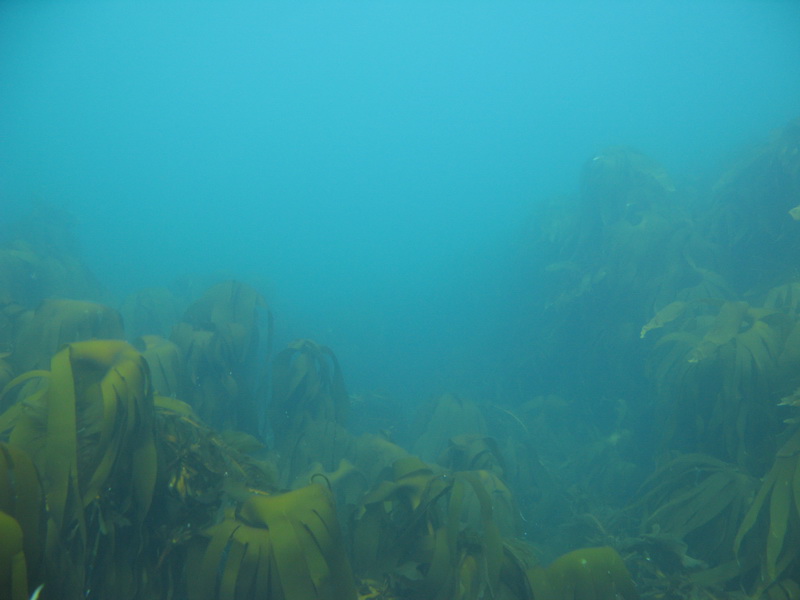 Баренцево 08.2009 Баренцево 08.2009