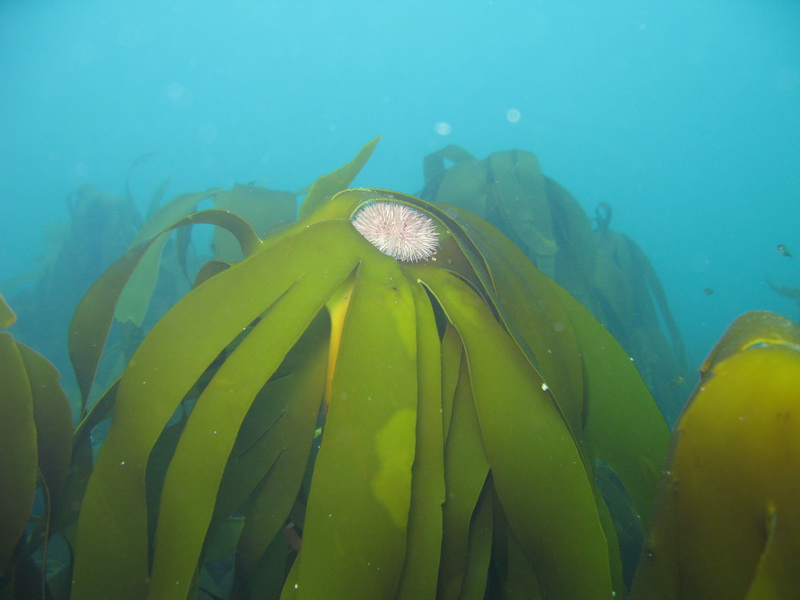 Баренцево 08.2009 Баренцево 08.2009