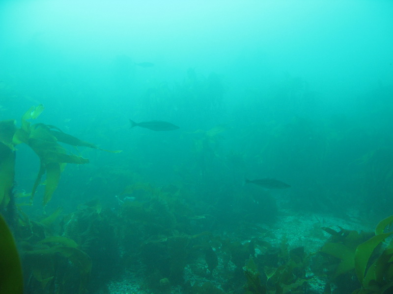 Баренцево 08.2009 Баренцево 08.2009