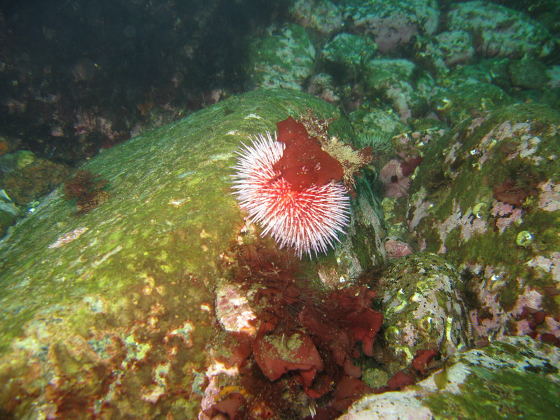 Баренцево 08.2009 Баренцево 08.2009