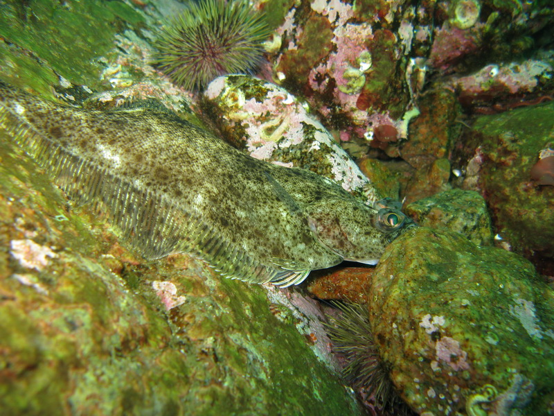 Баренцево 08.2009 Баренцево 08.2009