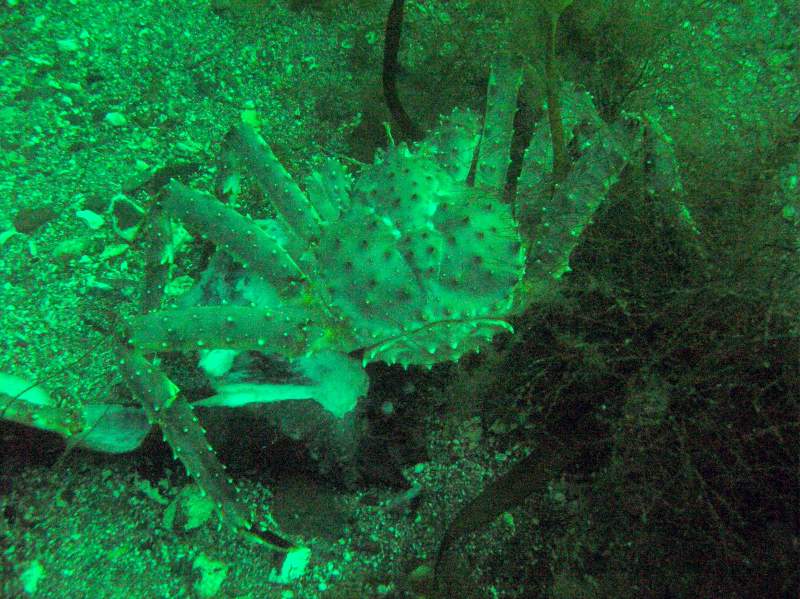 краб под водой краб под водой