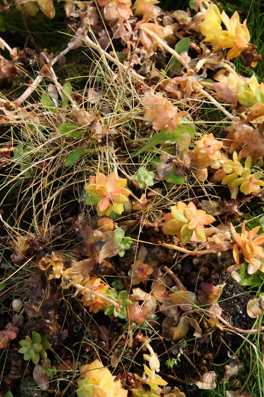 Золотой корень. Золотой корень.