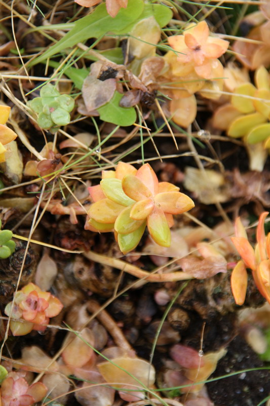 Золотой корень. Золотой корень.