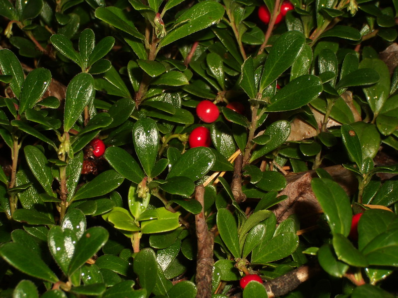 оз. Берестовое 5.09.2009 оз. Берестовое 5.09.2009