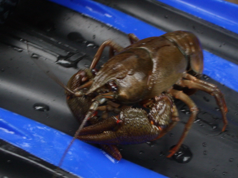 оз. Берестовое 5.09.2009 оз. Берестовое 5.09.2009