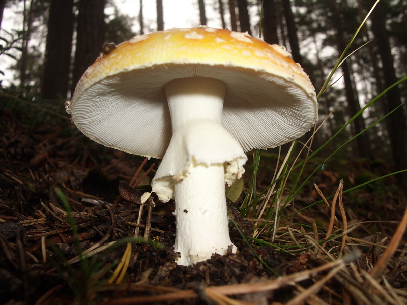 оз. Берестовое 5.09.2009 оз. Берестовое 5.09.2009