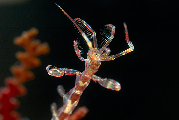 Морская козочка. Морская козочка.