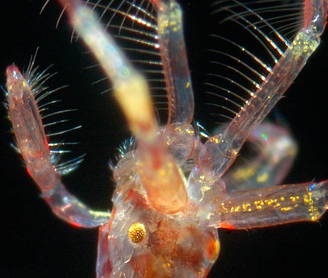 Морская козочка. Морская козочка.