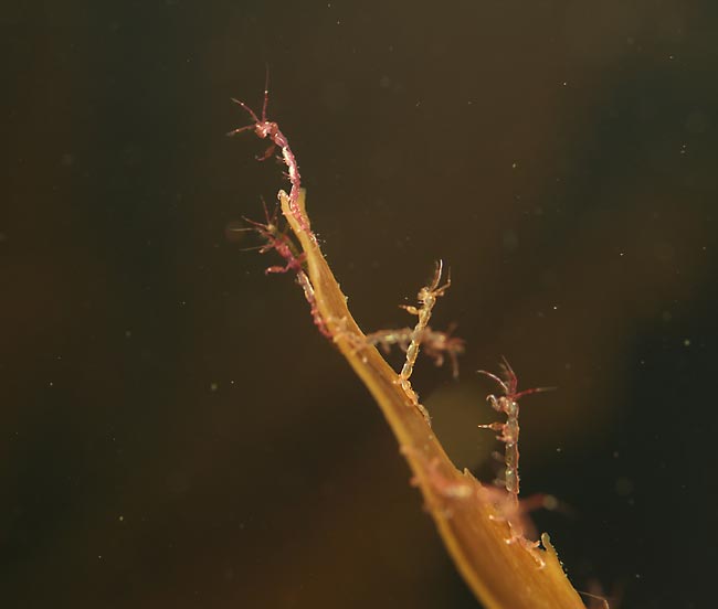 Морская козочка. Морская козочка.